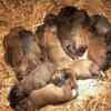 Belgian Malinois Shepherd puppies photo 7