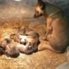 Belgian Malinois Shepherd puppies photo 9