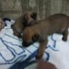Belgian Malinois Shepherd puppies photo 10