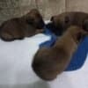Belgian Malinois Shepherd puppies photo 11