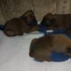 Belgian Malinois Shepherd puppies photo 12