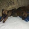 Belgian Malinois Shepherd puppies photo 13