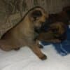 Belgian Malinois Shepherd puppies photo 14