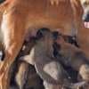 Belgian Malinois Shepherd puppies photo 15