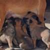 Belgian Malinois Shepherd puppies photo 16