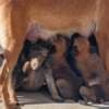 Belgian Malinois Shepherd puppies photo 17