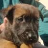 Belgian Malinois Shepherd puppies photo 18