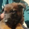 Belgian Malinois Shepherd puppies photo 19