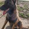 Belgian Malinois Shepherd puppies photo 20