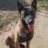 Belgian Malinois Shepherd puppies photo 21