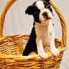 Boston Terrier puppies of champion bloodlines photo 1