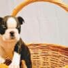 Boston Terrier puppies of champion bloodlines photo 2