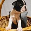 Boston Terrier puppies of champion bloodlines photo 3