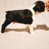 Boston Terrier puppies of champion bloodlines photo 5