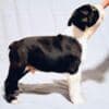 Boston Terrier puppies of champion bloodlines photo 6