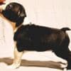 Boston Terrier puppies of champion bloodlines photo 7
