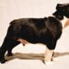Boston Terrier puppies of champion bloodlines photo 9