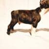 Boston Terrier puppies of champion bloodlines photo 10