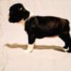 Boston Terrier puppies of champion bloodlines photo 11