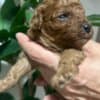 Miniature poodle puppies photo 1
