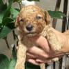 Miniature poodle puppies photo 2