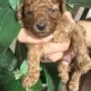 Miniature poodle puppies photo 3