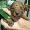 Miniature poodle puppies photo 4