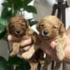 Miniature poodle puppies photo 5
