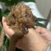 Miniature poodle puppies photo 6