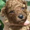 Miniature poodle puppies photo 7