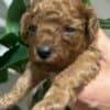 Miniature poodle puppies photo 8