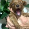 Miniature poodle puppies photo 9