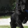 Onyx! Stunning All Black Male German Shepherd photo 2