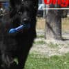Onyx! Stunning All Black Male German Shepherd photo 1