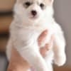 Siberian Husky puppies photo 1