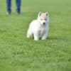 Siberian Husky puppies photo 2