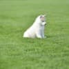 Siberian Husky puppies photo 3
