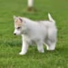 Siberian Husky puppies photo 4