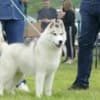 Siberian Husky puppies photo 5