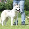 Siberian Husky puppies photo 6