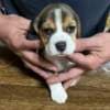 Beagle puppies photo 1