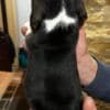 Beagle puppies photo 2
