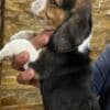 Beagle puppies photo 3