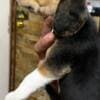 Beagle puppies photo 5