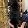 Beagle puppies photo 6