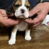 Beagle puppies photo 7