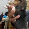 Beagle puppies photo 8