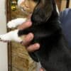 Beagle puppies photo 9