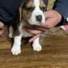 Beagle puppies photo 10