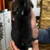 Beagle puppies photo 11
